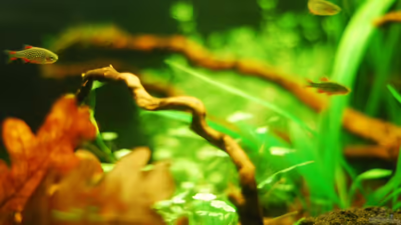 Perhenne (Vordergrund) von TimTamTellerlein (10)