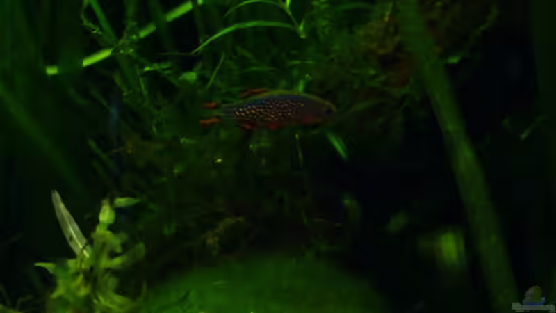 Perhuhnmännchen von njio (8)