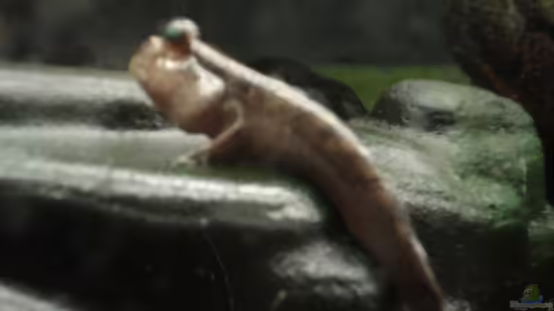 Periophthalmus barbarus von rot08 (10)