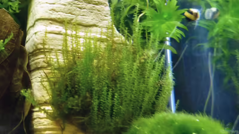 Perlenmoos von tanja4 (9)