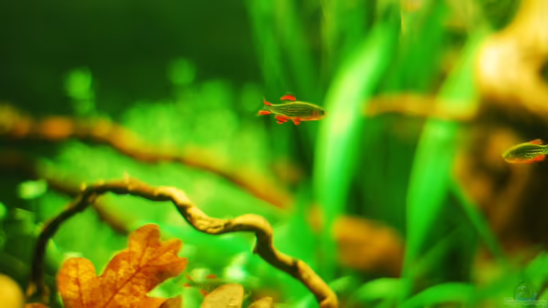 Perlhahn von TimTamTellerlein (12)