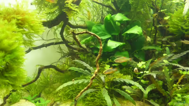 Perlhühner. Leider schwer zu fotografieren... von Martin W. (33)