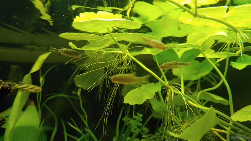 Perlhühner 2 von Juno (22)