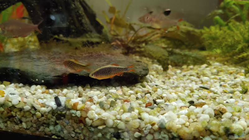 Perlhühner unter sich von Juno (30)