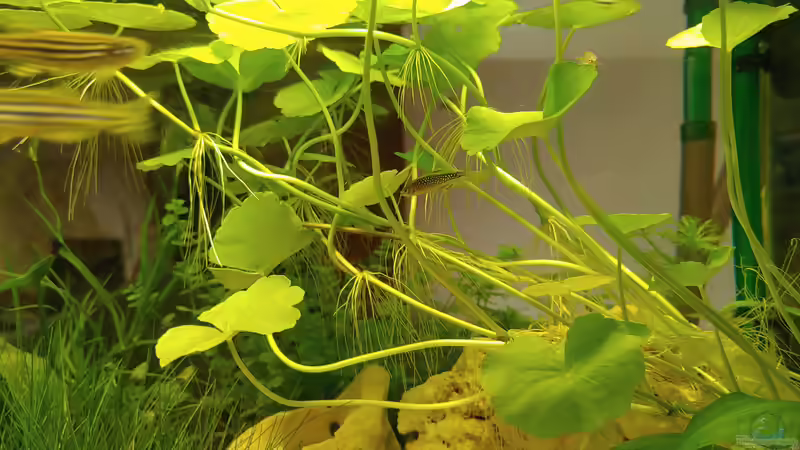 Perlhuhn 1 von Juno (14)