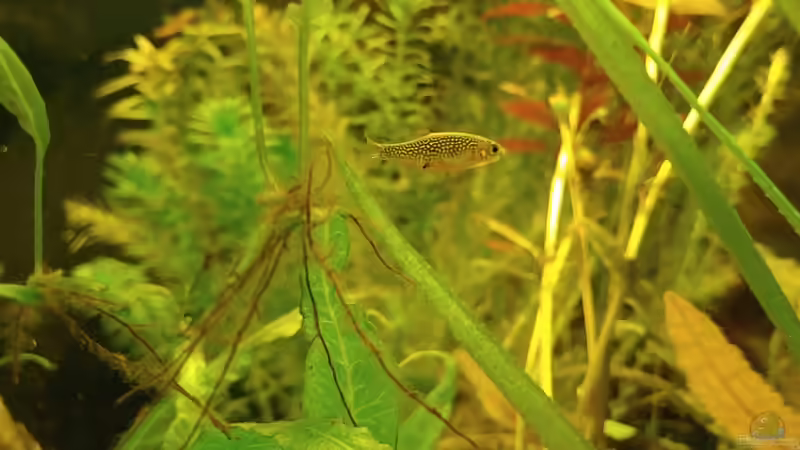 Perlhuhn allein Zuhaus von Juno (27)