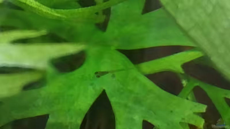 Perlhuhnbärbling-Jungfisch von Solvin (46)