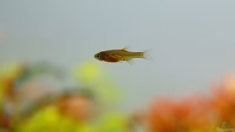 Perlhuhnbärbling-Nachwuchs von Micha... (36)