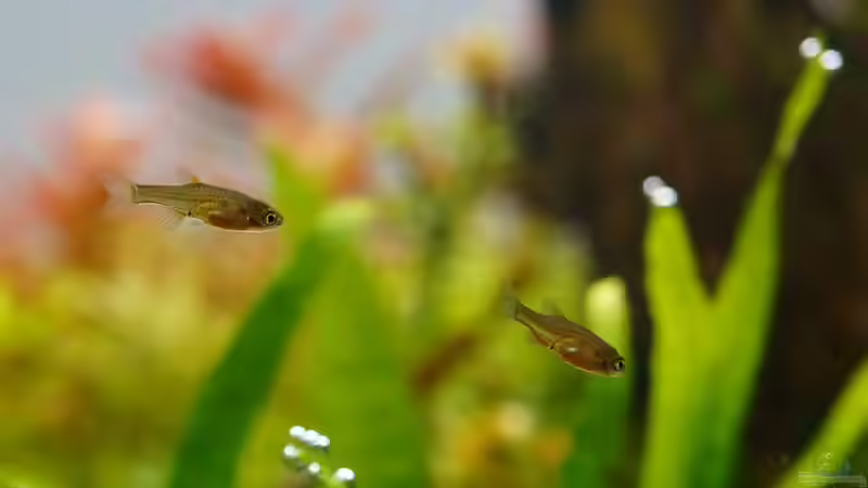 Perlhuhnbärbling-Nachwuchs von Micha... (37)