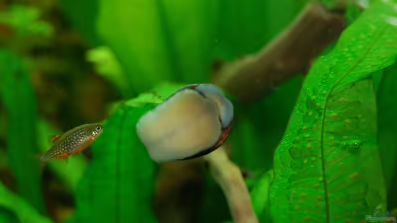 Perlhuhnbärbling und Militärhelmschnecke von Sven Seibert (9)