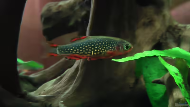 Perlhuhnbärbling von Berni (7)