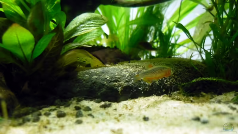 Perlhuhnbärbling von Chris_R. (49)