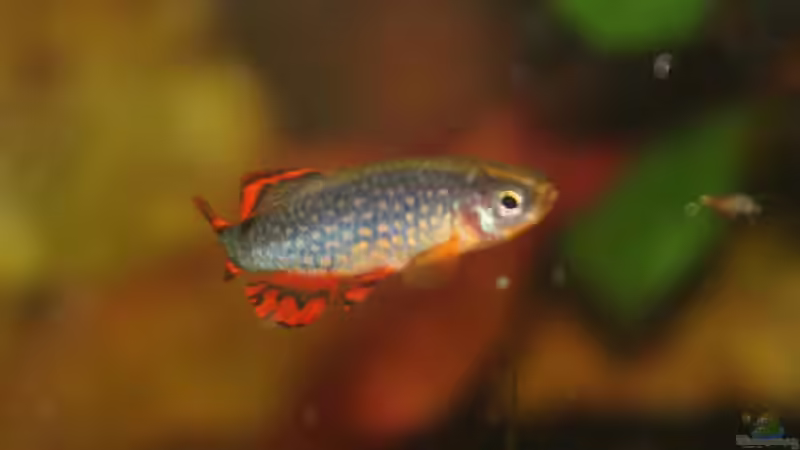 Perlhuhnbärbling von chrisi01 (29)