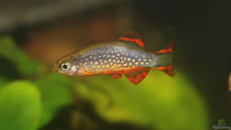 Perlhuhnbärbling von chrisi01 (30)