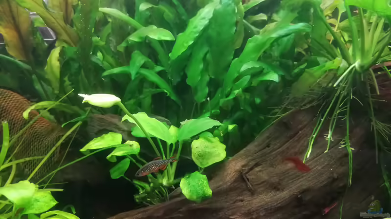 Perlhuhnbärbling von JohnnyWishbone (35)