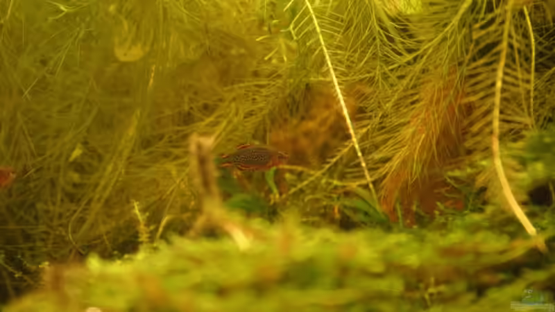 Perlhuhnbärbling von Kamenko (48)