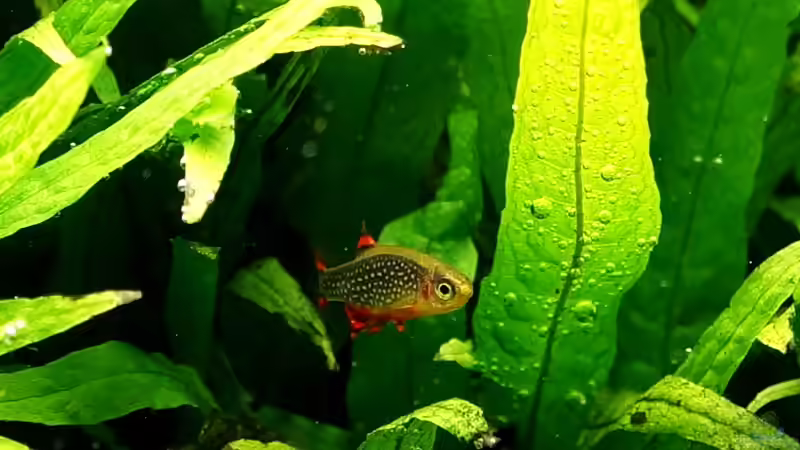 Perlhuhnbärbling von Micha... (55)