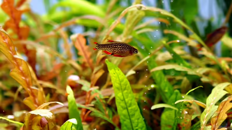 Perlhuhnbärbling von Micha... (56)