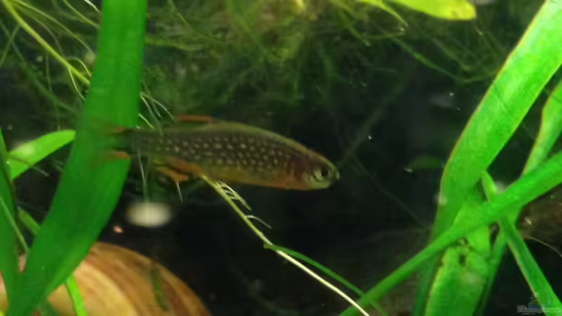 Perlhuhnbärbling von Momo-kocht (9)