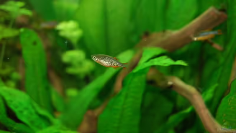 Perlhuhnbärbling von Sven Seibert (10)