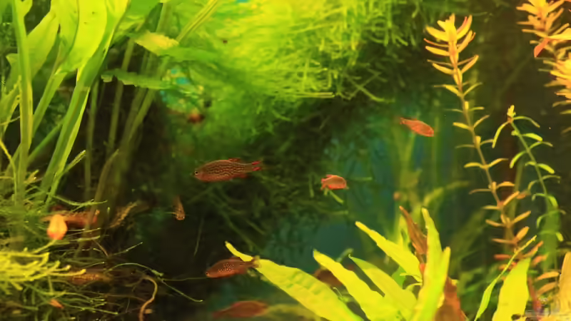 Aquarien mit Barben und Bärblingen