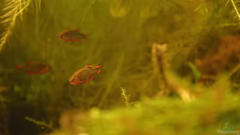 Perlhuhnbärblinge, dass sind echte Hektiker von Kamenko (49)