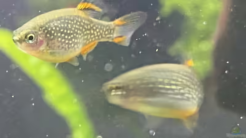 Perlhuhnbärblinge  von Ottche (52)