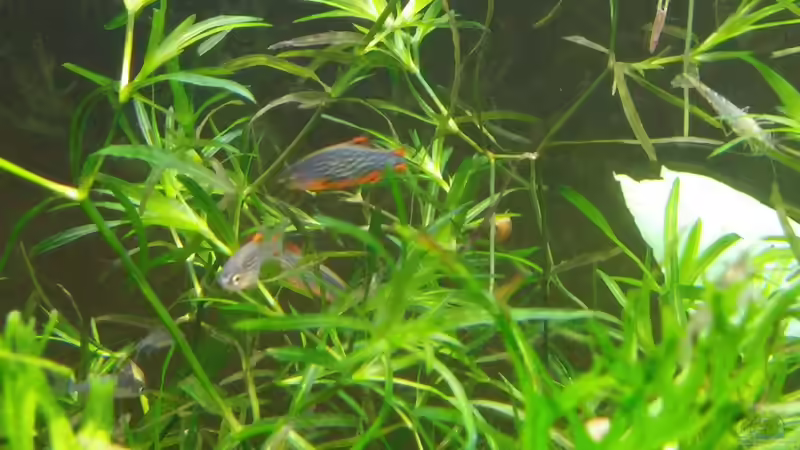 Perlhuhnbärblinge auf 12 aufgestockt... von Miss Kasimir (2)