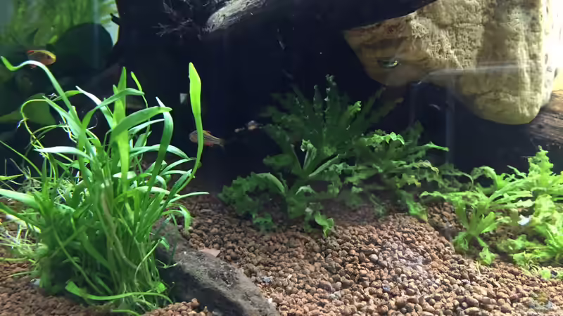 Perlhuhnbärblinge (lassen sich schwer Fotografieren) von kirly (10)