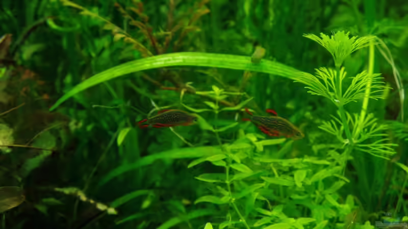 Perlhuhnbärblinge von Daniel Gall (9)