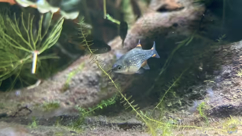 Perlhuhnbärblinge von Fischfan11 (4)