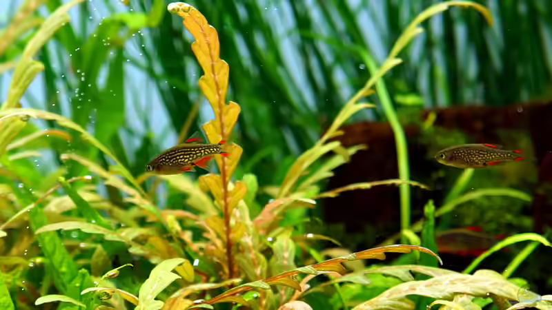 Perlhuhnbärblinge von Micha... (53)