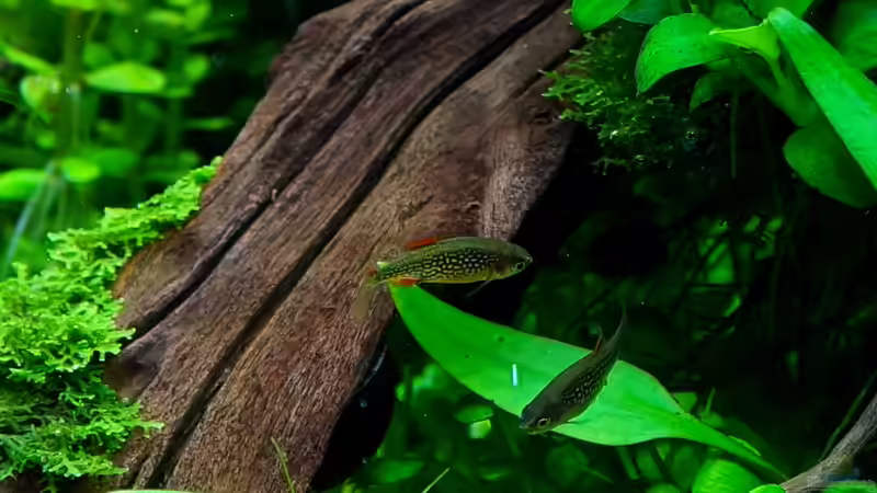 Perlhuhnbärblinge von Micha... (57)