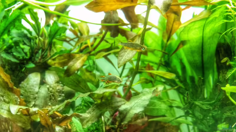 Perlhuhnbärblinge von Solvin (44)