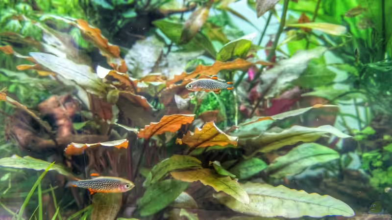 Perlhuhnbärblinge von Solvin (45)