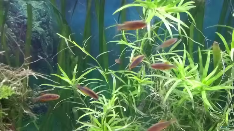 Perlhuhnbärblinge von Stephy (27)