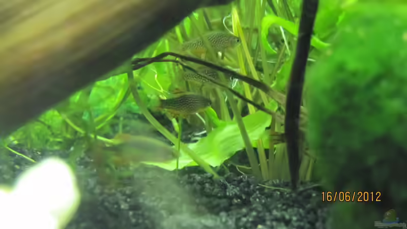 Perlhuhnbärblinge von Wasserfloh*1 (9)