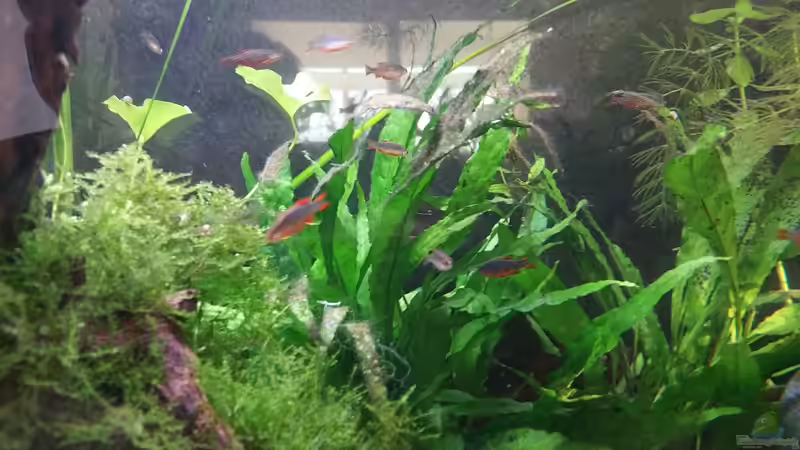 Aquarien mit Barben und Bärblingen