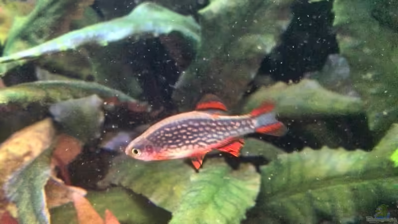 Perlhuhnberbling (M) von Vancouver2010 (45)