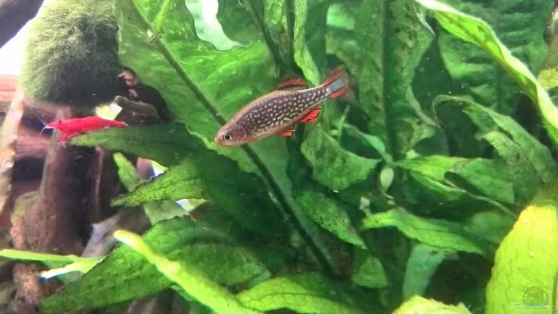 Perlhuhnberbling (M) von Vancouver2010 (46)