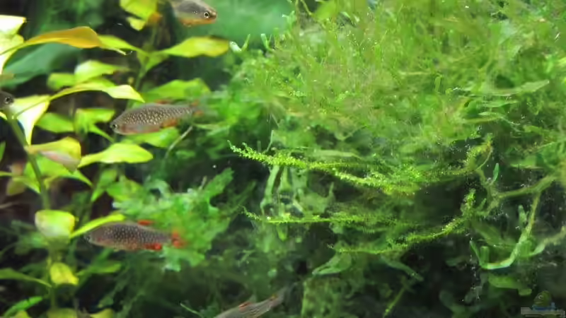 Perlhunbärblinge von cammarus (13)