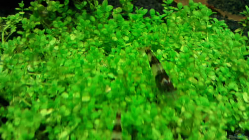 Perlkraut am 6.5.11 von Crissy (8)