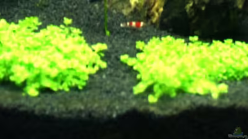 Perlkraut cuba von StefanE. (4)