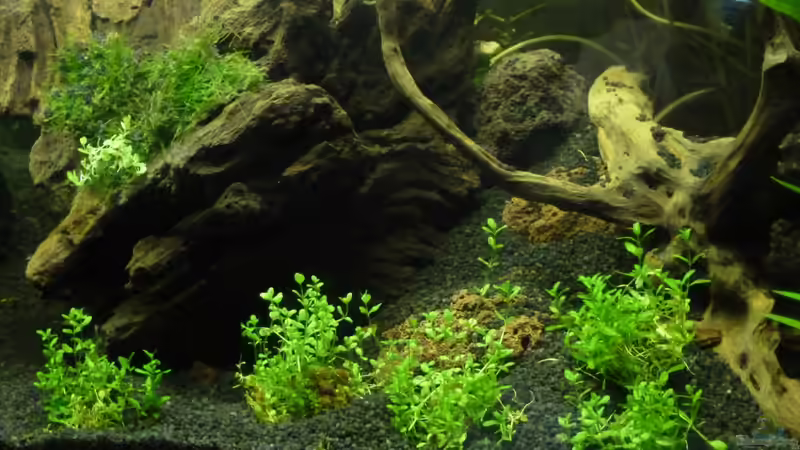 Perlkraut im Vordergrund von Annika (19)