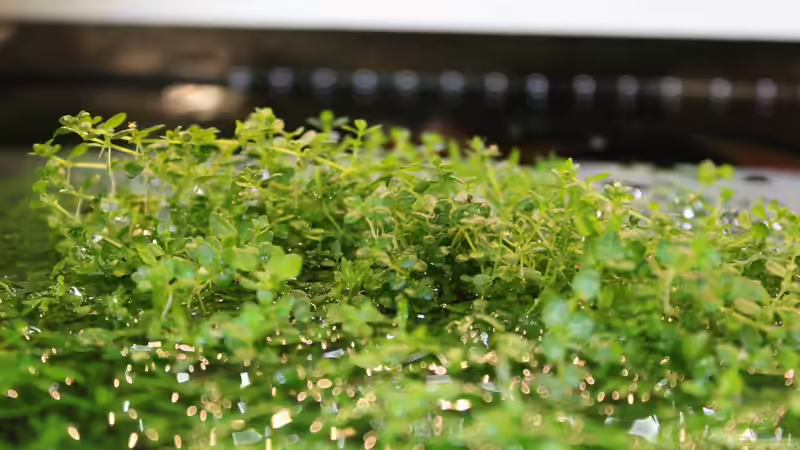 Perlkraut-´Insel´ auf der Wurzel von oben von Annika (18)