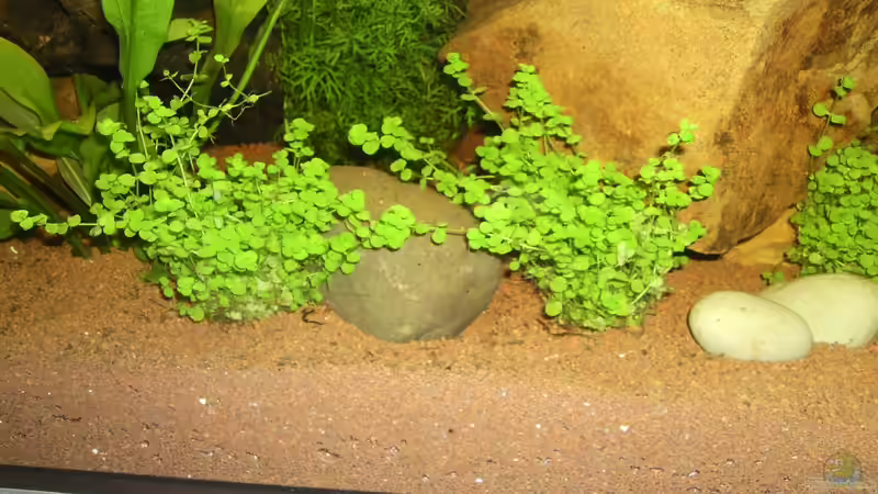 Perlkraut ´Micrantheum Umbrosum´ von ChillingTurtle (15)