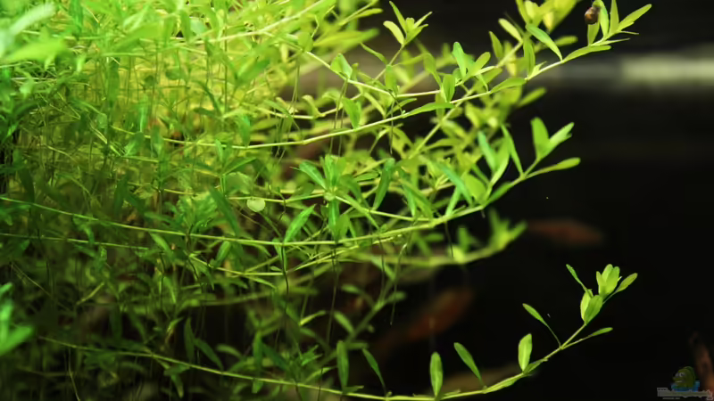 Perlkraut von Annika (15)