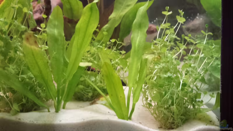 Perlkraut von AustroTom (15)