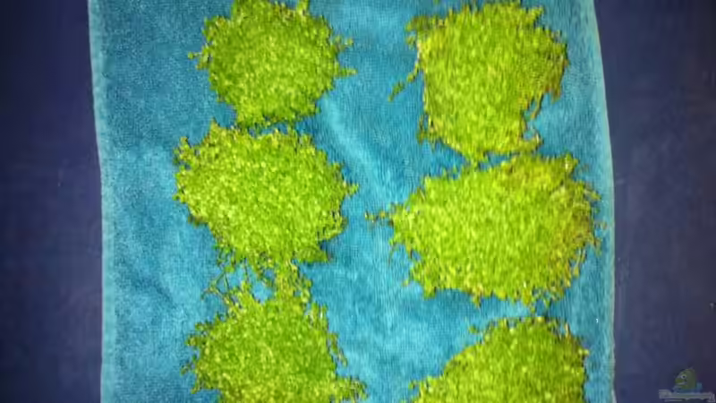 Perlkraut von linlan (8)