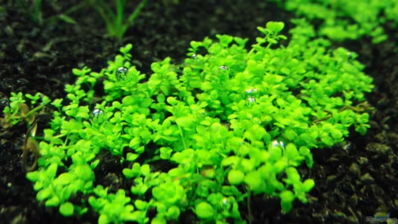 Perlkraut von Microsash (7)